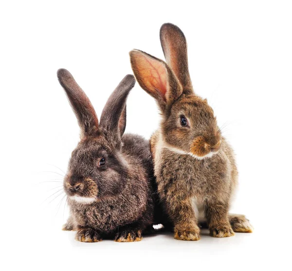 Dos Conejos Grises Aislados Sobre Fondo Blanco —  Fotos de Stock