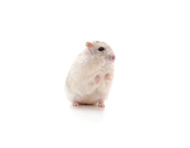 Beyaz arka planda beyaz küçük bir hamster..
