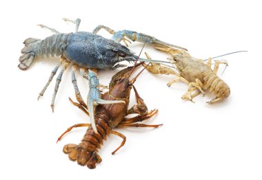 Beyaz bir zemin üzerinde çok renkli nehir kerevitleri izole edilmiş..