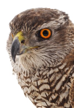 Beyaz arka planda izole edilmiş kahverengi bir şahin..