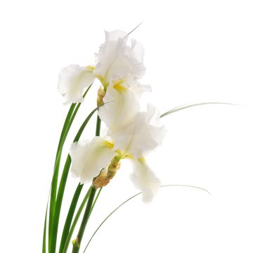 Beyaz arkaplanda beyaz süsen çiçekleri.