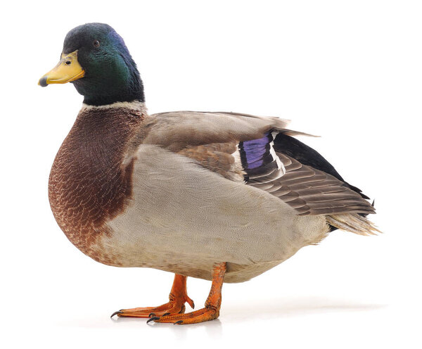 One wild duck isolated on a white background.