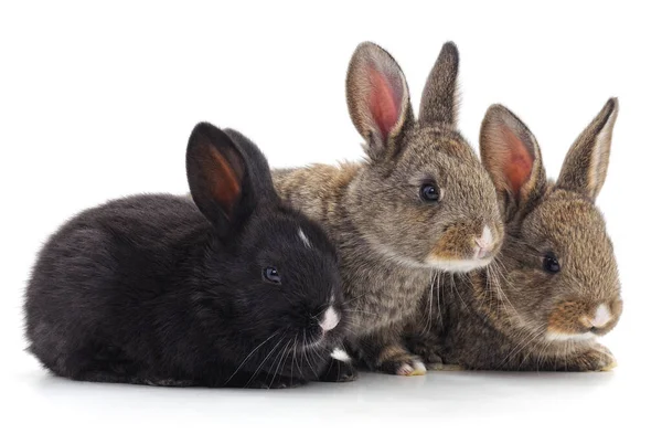 Drie Kleine Konijntjes Geïsoleerd Een Witte Achtergrond — Stockfoto