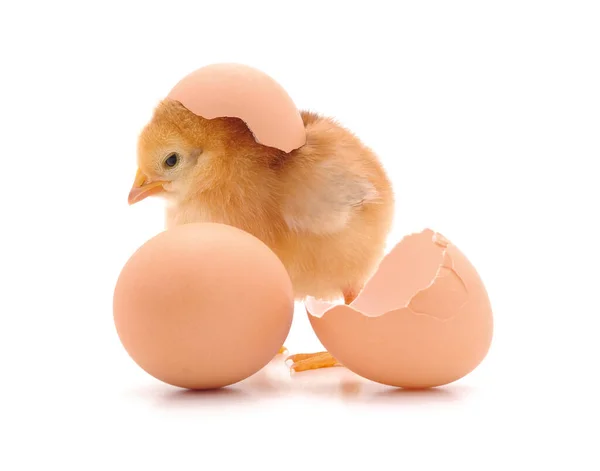 Pollo Huevo Roto Aislados Sobre Fondo Blanco — Foto de Stock