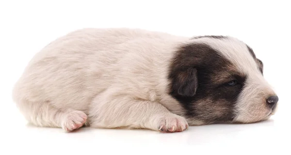 Blanco Bonito Cachorro Aislado Sobre Fondo Blanco — Foto de Stock