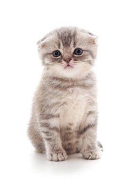 Small gray kitten isolated on a white background. clipart