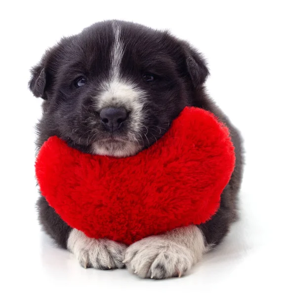 Puppy Heart Isolated White Background — Stock Photo, Image