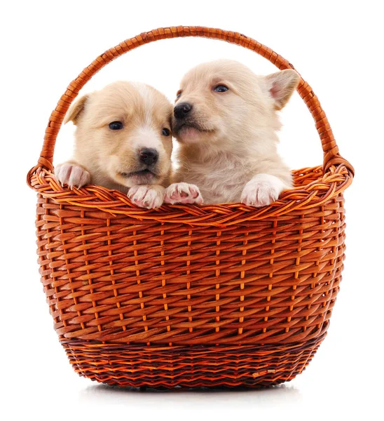 Dos Cachorros Una Cesta Aislada Sobre Fondo Blanco — Foto de Stock