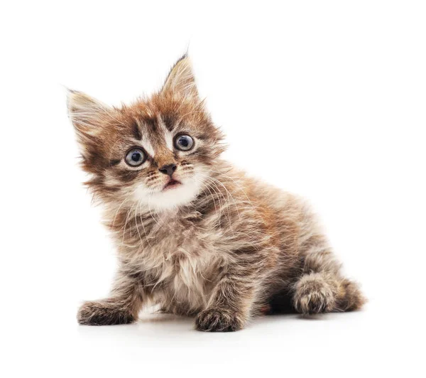 Petit Chaton Isolé Sur Fond Blanc — Photo