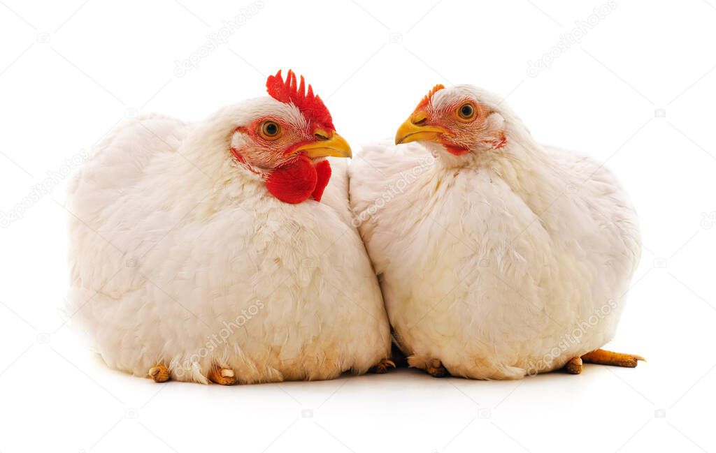 Two white chickens isolated on a white background.