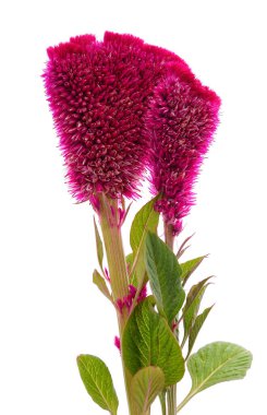 Beyaz bir arka planda izole edilmiş güzel bir çalılık..