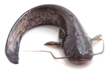 Beyaz arka planda izole edilmiş bir yayın balığı..