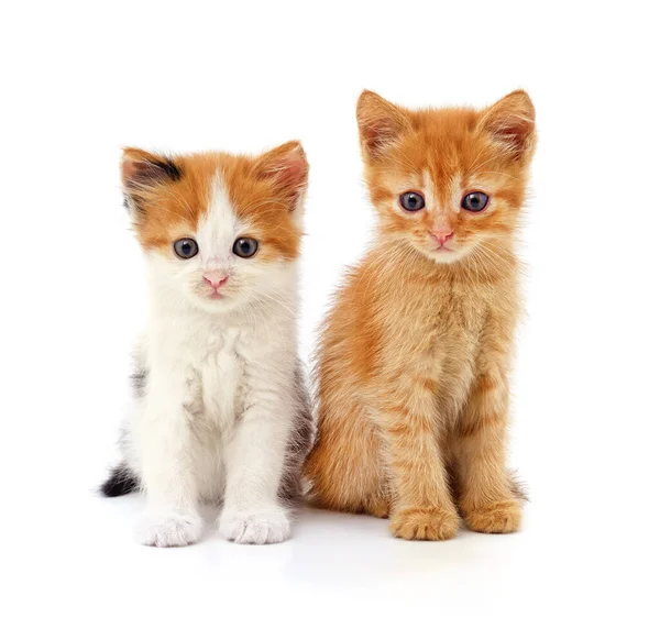 Dois Belos Gatos Isolados Fundo Branco — Fotografia de Stock