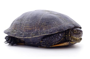 Beyaz arka planda yabani siyah kaplumbağa..