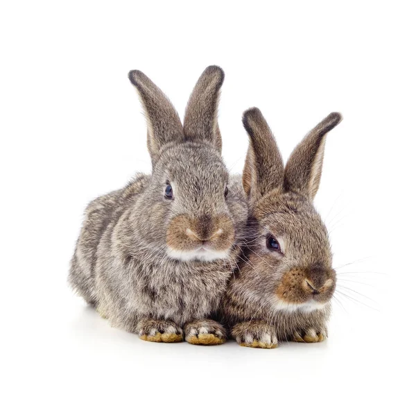 Twee Grijze Konijnen Geïsoleerd Een Witte Achtergrond — Stockfoto