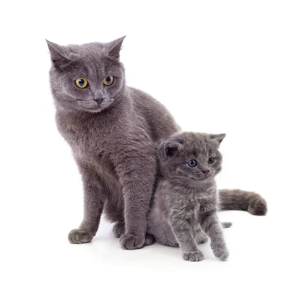 Maman Chat Avec Chaton Isolé Sur Fond Blanc — Photo