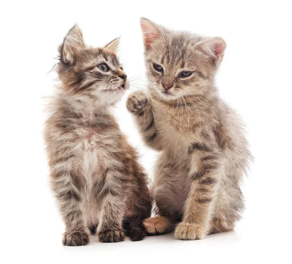 Dos Gatitos Pequeños Aislados Sobre Fondo Blanco — Foto de Stock