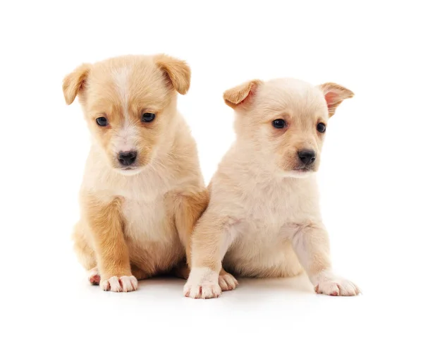 Dos Cachorritos Aislados Sobre Fondo Blanco — Foto de Stock