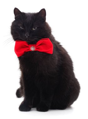 Kelebekli kedi yavrusu beyaz arka planda izole edilmiş..