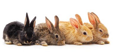 Beyaz arka planda dört küçük tavşan..