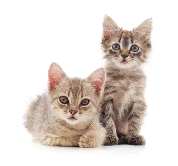 Two Small Kittens Isolated White Background — Stock Photo, Image