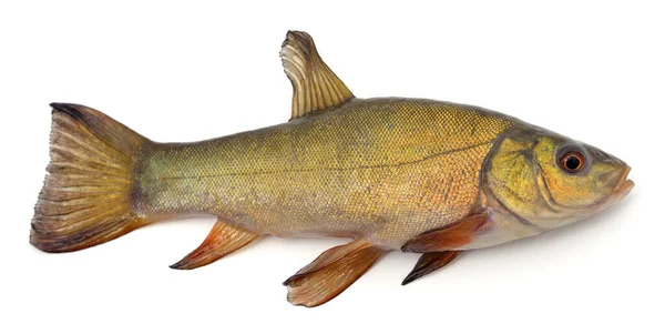 Velké Čerstvé Ryby Izolované Bílém Pozadí — Stock fotografie
