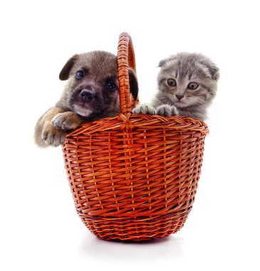 Sepetteki kedi ve köpek yavrusu beyaz bir arka planda izole edilmiş..