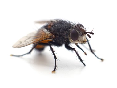 Beyaz arka planda izole edilmiş büyük bir sinek..