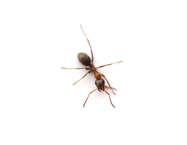 Jedna Mała Mrówka Odizolowana Białym Tle — Zdjęcie stockowe