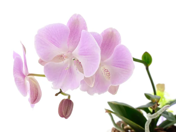 Roze Orchidee Bloemen Geïsoleerd Een Witte Achtergrond — Stockfoto