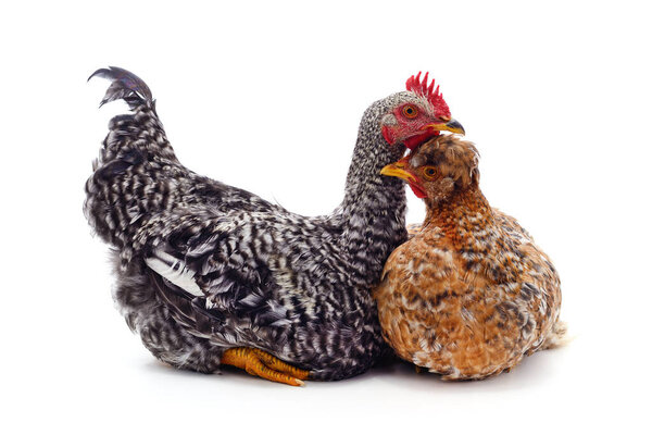 Red rooster and hen isolated on a white background.