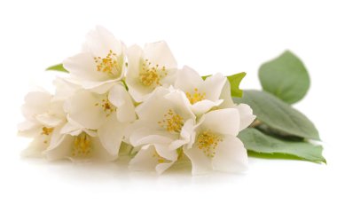 Beyaz arka planda izole edilmiş yasemin çiçekleri.