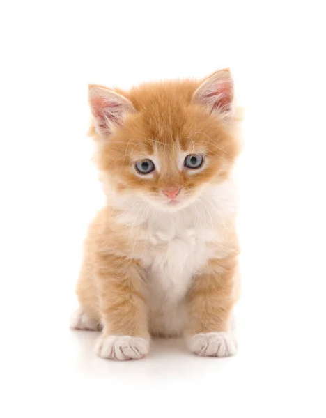 Beautiful Red Kitten Isolated White Background — Stock Photo, Image