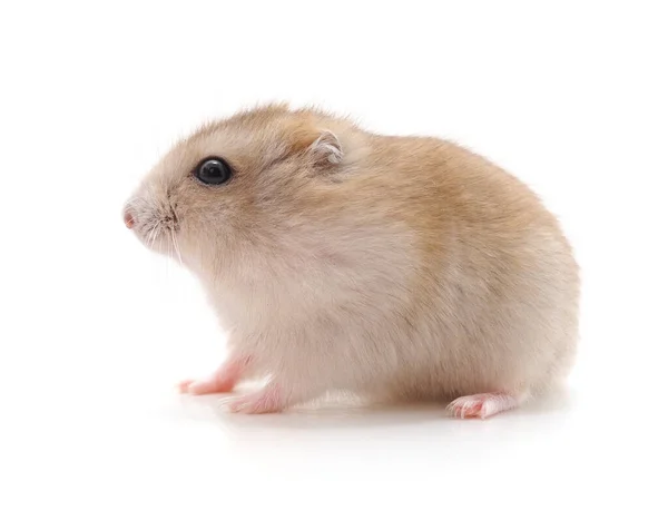 Pequeno Hamster Branco Isolado Fundo Branco — Fotografia de Stock
