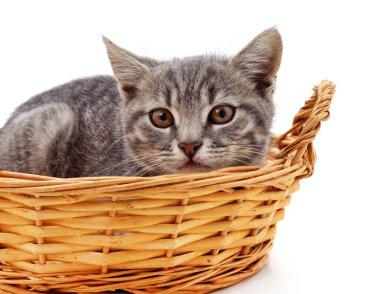 Beyaz arka planda izole edilmiş sepetteki kedi yavrusu..