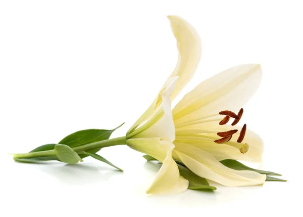 白色百合花 叶子被白色背景隔离 — 图库照片