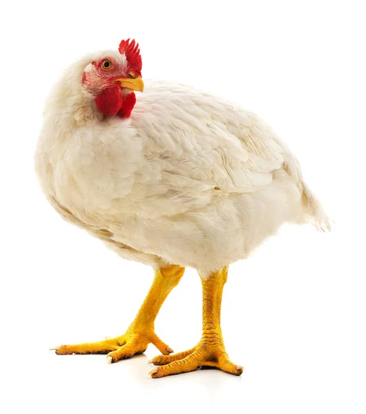 Ayam Besar Putih Diisolasi Pada Latar Belakang Putih — Stok Foto