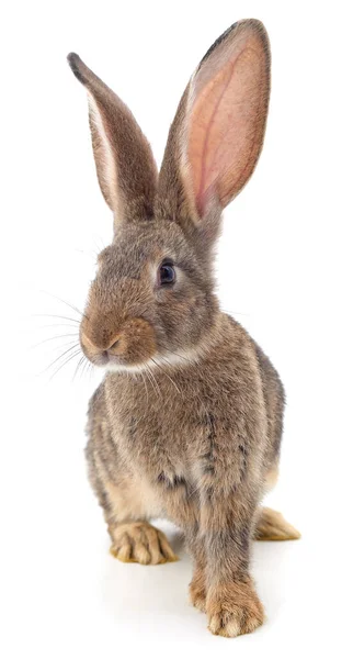 Ein Braunes Kaninchen Isoliert Auf Weißem Hintergrund — Stockfoto