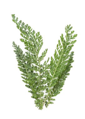 Beyaz arkaplanda yeşil kiremit yaprakları izole.