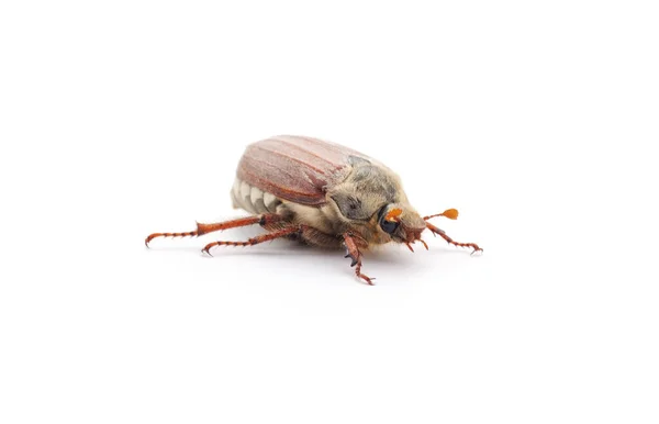 白地に分離した褐色の甲虫1羽 — ストック写真
