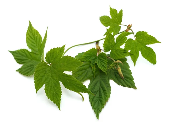 Grüner Frischer Hopfen Isoliert Auf Weißem Hintergrund — Stockfoto