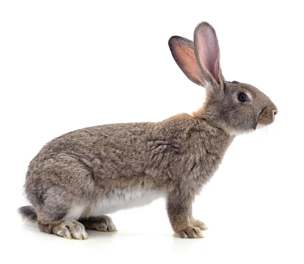 Ein Braunes Kaninchen Isoliert Auf Weißem Hintergrund — Stockfoto