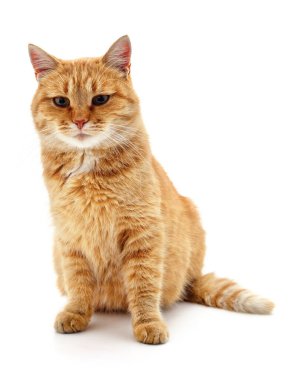 Güzel kırmızı kedi beyaz arka planda izole edilmiş..