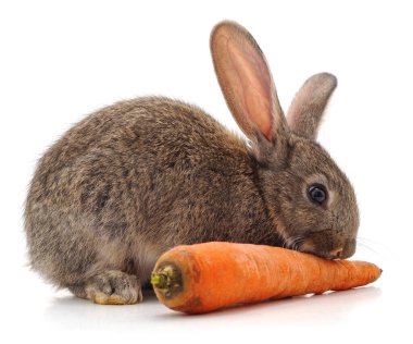 Beyaz arka planda izole edilmiş tavşan ve havuç..