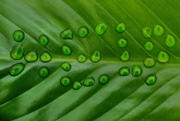 Water droplets on green leaf forming molecule.