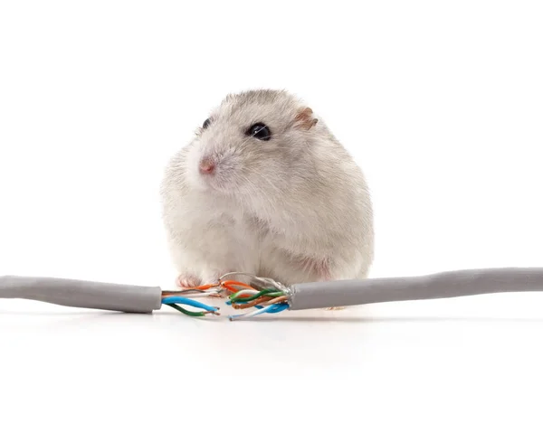 Hamster biting a cable isolated on a white background.