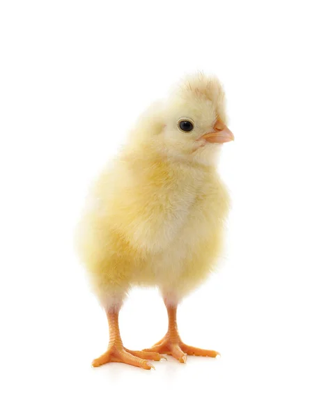 Petit Poulet Jaune Isolé Sur Fond Blanc — Photo