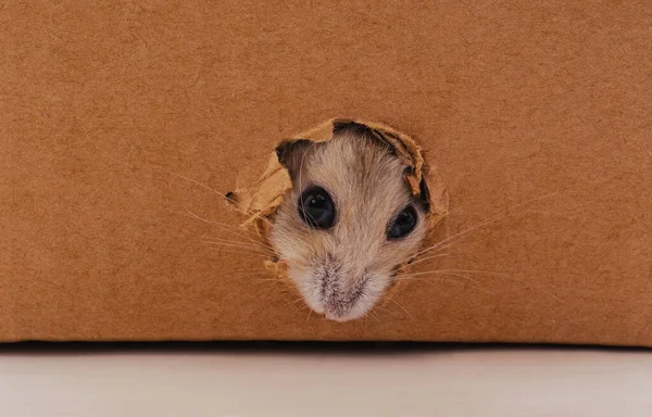 Hamster Branco Buraco Uma Caixa Papelão — Fotografia de Stock