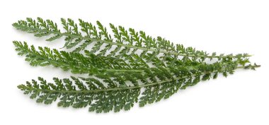 Green leaves of yarrow isolated on white background. clipart