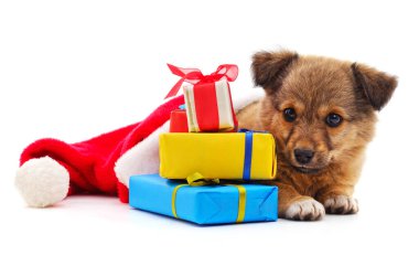 Noel şapkalı köpek ve beyaz bir arka planda hediyeler..